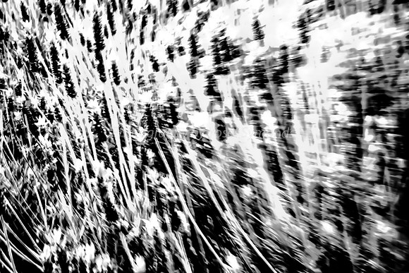 Lavender Abstract 9