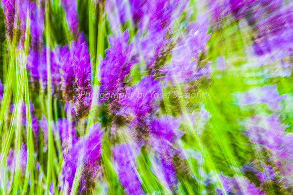 Lavender Abstract 2
