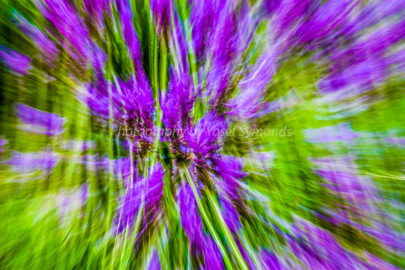 Lavender Abstract 4