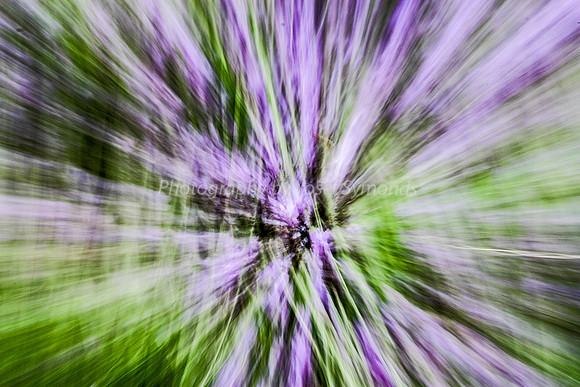 Lavender Abstract 5