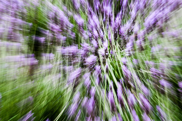 Lavender Abstract 6