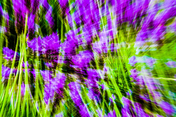 Lavender Abstract 7