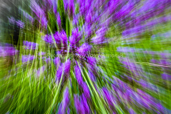 Lavender Abstract 8