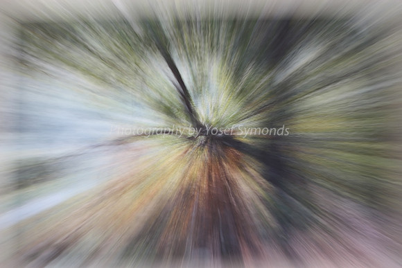 Forest Twilight 8