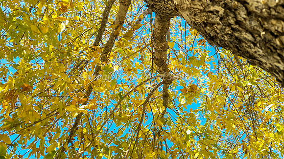 Late Autumn Leaves in Ayalon Park