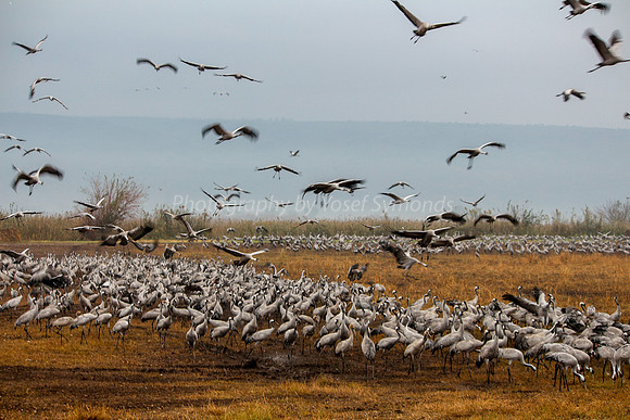 The Cranes