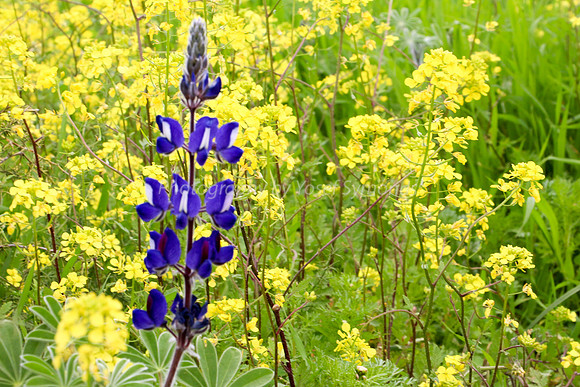 A Lovely Lupine
