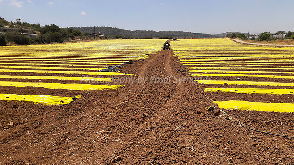 Fields Near Beit Shemesh