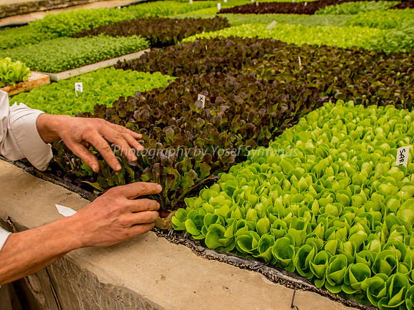 Lettuce Be Thankful