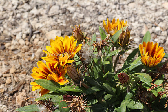 Yellow-Red Gazania 4