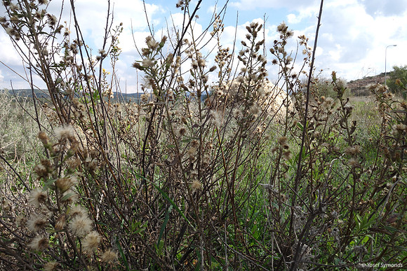 Plants in Mishkafayim