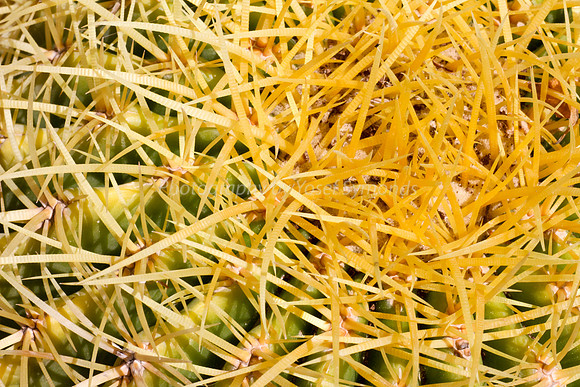 170414-CactusGarden-9999_42-2