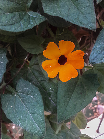 Black-eyed Susan Vine 1