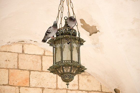 Pigeons in Western Cloisters 181216-1