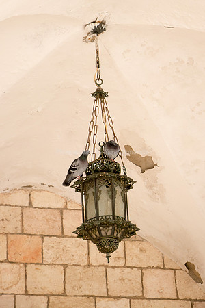 Pigeons in Western Cloisters 181216-2