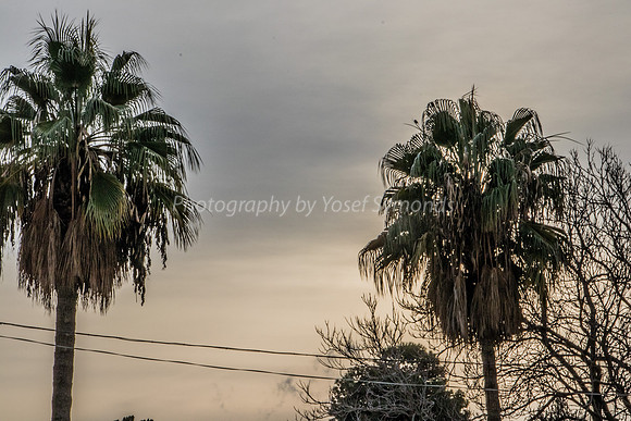 Palms of Mount 181216