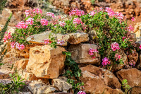 Flowers of Givat Asaf 131204-1
