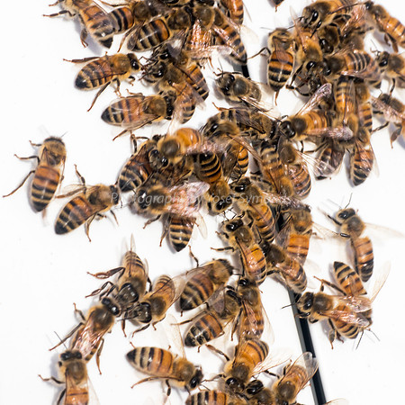 Plan Bee