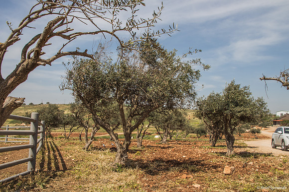 Olive Grove - Givot Olam 2
