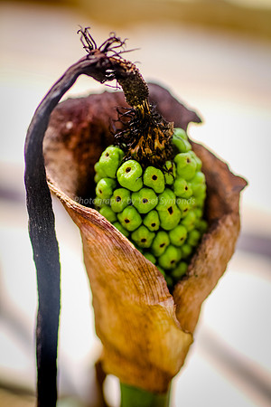 170414-CactusGarden-9999_36-2