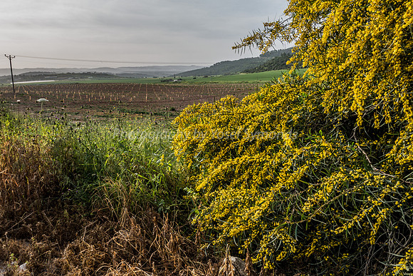Wattle and Fields in Ella Valley 9