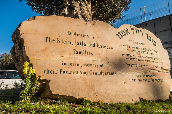 The Olive Tree 221107-6