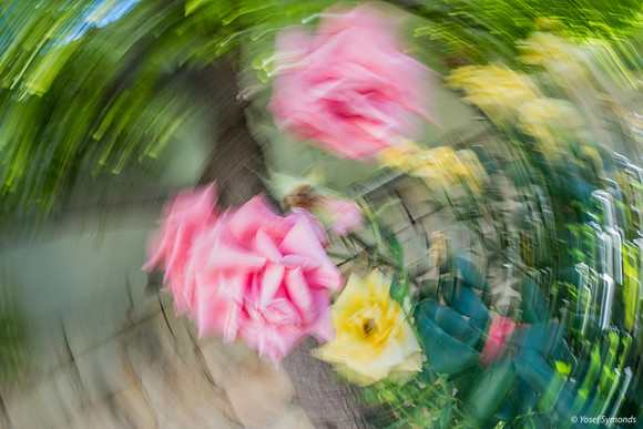 Whirling Roses 190520-2