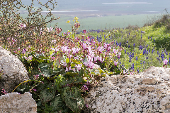 Cyclamen Lupin Hill 130224-10