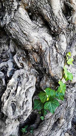 Olive Tree Trunk 170714-4