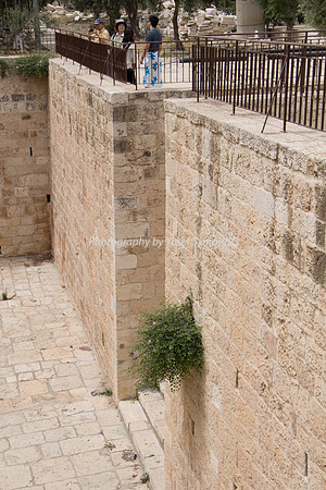 Temple Mount 140605 June 2014