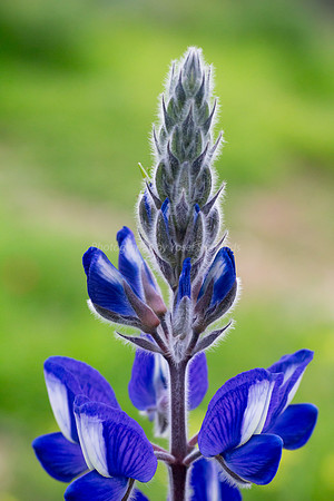 Lupin 180208-6