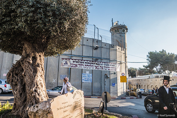 The Olive Tree 221107-9