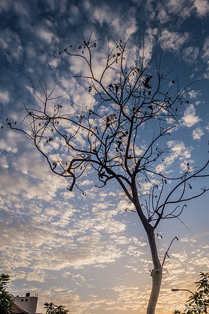 Jacaranda on Maor 181023-1