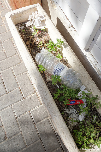 Rubbish in Planter Box