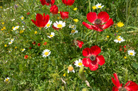 Beit El DSC03748