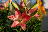 Lovely Lilies of the Levant.