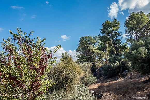 Trees in Park Ayalon 181026-3