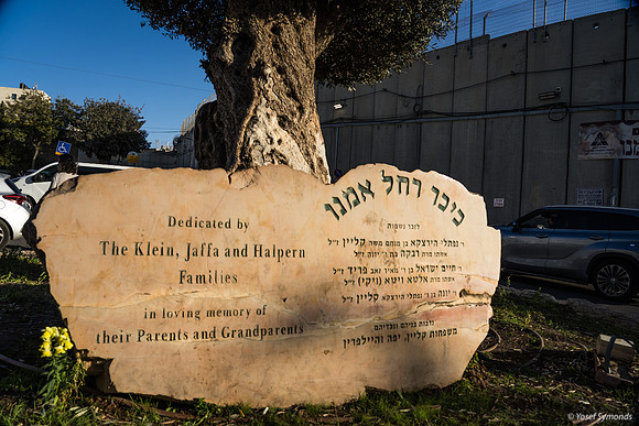 The Olive Tree 221107-16
