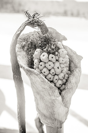 170414-CactusGarden-9999_33-2