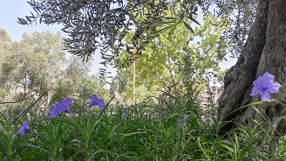 Purple Flowers 170714-3