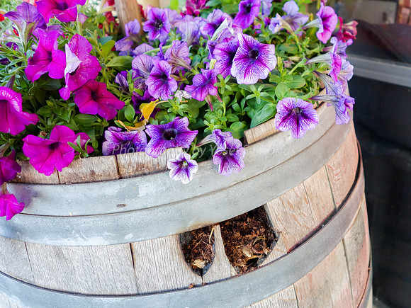 Flowers in Wine Barrel 1