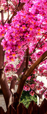 Pink Blossoms 160308-1