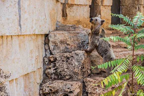 Biblical Bears 180905-4