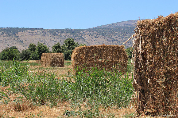 Hula Valley Midsummer 130528-1