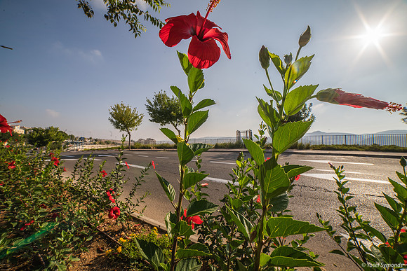 Hibiscus and Sunburst on Hayarden 240728-2