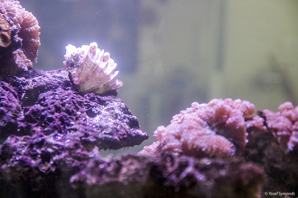 Aquarium 7