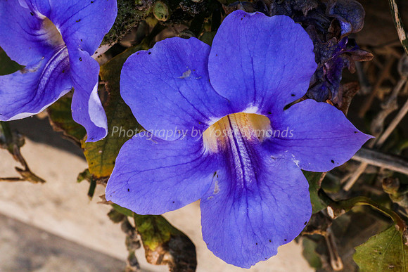 Morning Glory 170416-6