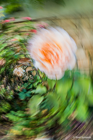 Whirling Roses 190520-6