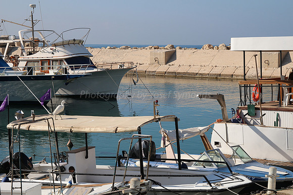 Jaffa Fishing Port
