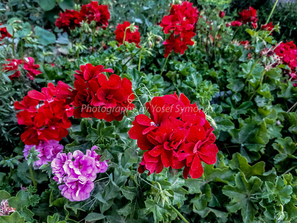Red Geraniums